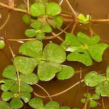 Image result for Marsilea vera