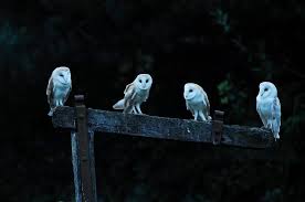 Check spelling or type a new query. Bilitonese Owl Family Posts Facebook