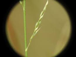 Image result for Arundinella nepalensis