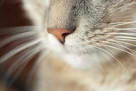 Find out why cat allergy occurs, where the allergy comes from, and ways to control symptoms. Respiratory Relief For Feline Allergies And Asthma Dr Elsey S