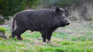 6:40 chasse hd 43 620 просмотров. Battue Aux Sangliers Posts Facebook