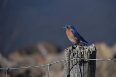 Birding with Martha