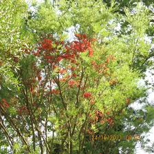 Image result for Schotia capitata