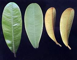 Image result for Englerophytum