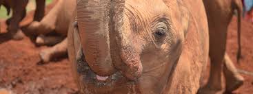You will notice this in many things such as accommodation and safari prices. Kenya Budget Holidays Cheapest Safaris African Gorilla Tours