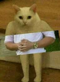 Aesthetic Boujee Inspo Tumblr Pfp Pfp Cartoon Mood Funny Memes Animal Dog Cat Snake Cat Memes Funny Memes Animal Memes