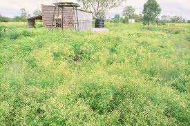 Image result for Parthenium