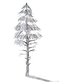 Here presented 53+ pencil tree drawing images for free to download, print or share. How To Draw A Tree Happy Family Art