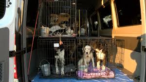 Event will take place at pacc's shelter, 4000 n. Clear The Shelters 2020 Pet Transport Program
