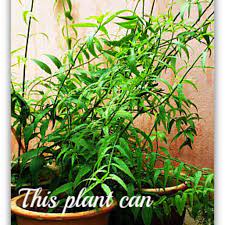 Please note that terms and conditions apply. Sabah Snake Grass Herbal Cancer Treatment Hubpages