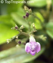 Image result for Justicia striolata