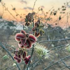 Image result for Combretum mossambicense