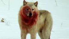 Image result for a wolf called storm