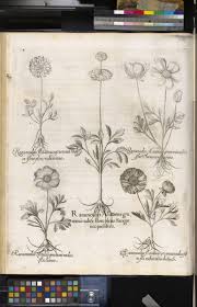 Image result for Ranunculus raeae