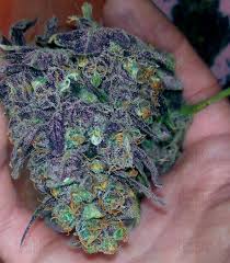 Purple haze also features centrally along with fugo in two novels: Purple Haze Auto Original Sensible Seeds Cannabis Samen Zu Verkaufen Herbies Seeds