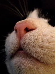 Black And White Cat With Pink Nose Epingle Par Jeanie Marie Paver Sur My Art And Photography Chat Animaux Boule De Poil