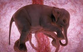 Rare Images Of Baby Animals In The Womb 123 Inspiration Yavru Fil Vahsi Hayvanlar Hayvan