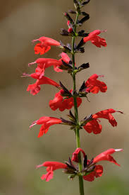 Image result for Salvia coccinea