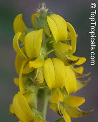 Image result for Crotalaria eremicola