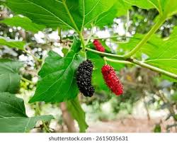 Image result for Moraceae