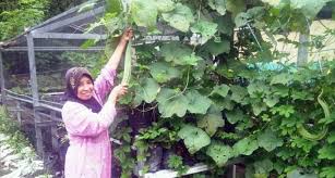 Aneka tanaman dalam pot untuk pekarangan rumah Penuhi Vitamin Selama Corona Warga Agam Diajak Tanam Sayuran Pekarangan