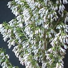 Image result for Erica wildii