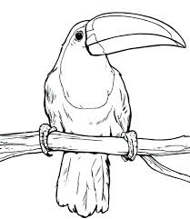 Toucan coloring pages app has an easy to. Casasdeventaencostamesa Toucan Coloring Page Printable