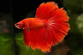 She is about 3.5 months old, eating well, and healthy. Betta Splendens Siamesischer Kampffisch My Fish Aus Freude An Der Aquaristik