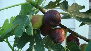 The state fruit the peach was designated as the official state fruit by act number 360 of 1984. Growing Fig Trees In The South Youtube