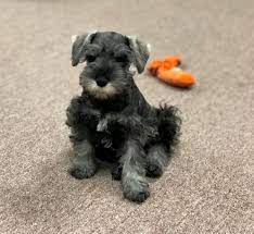 8 week old labradoodle for sale female miniature schnauzer (jackson ms) pic hide this posting restore restore this posting. Texas Schnauzers Home