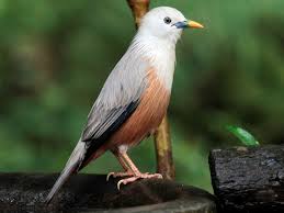 Malabar Starling
