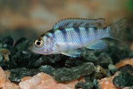 Blue Fish With Stripes Freshwater Aquarium Fish Fish Fish Pet