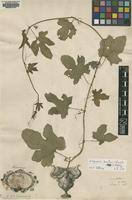 Image result for Lagenaria breviflora
