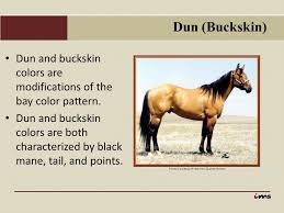 Both of them stem from a different dilution gene on a bay animal, so it's easy to see the confusion. Colors And Markings Of Horses Presentation Part 2 Variations In Colors 8892 B Ppt Download