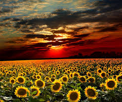 Explore the latest collection of sunflower wallpapers, backgrounds for powerpoint, pictures and photos in high resolutions that come in different sizes to fit your desktop perfectly and presentation templates. Sunflowers Field Cloud Evening Field Flower Nature Sky Sun Sunflowers Hd Wallpaper Peakpx