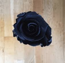 Descubre El Significado De La Rosa Negra Rosaeterna Online Pero existe un hecho extremadamente raro que hace que la rosa de halfeti sea aún más valiosa, pues sólo aparecen negras en los meses de verano. rosa negra rosaeterna online