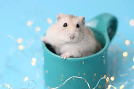 Best hamster meme, best hamster memes, cute hamster meme, funny hamster memes, hamster ifunny is fun of your life. Joining The Hamster Cult Is The New Hot Social Media Trend Here S What Happens If You Do