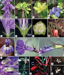 Image result for Lobelia welwitschii