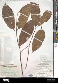 Image result for Dichapetalum madagascariense