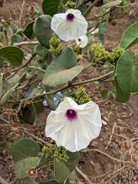 Image result for Astripomoea