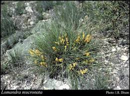 Image result for Crossandra mucronata