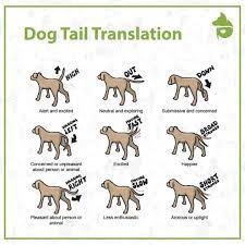 Pettm Pet Supplies Online On Instagram Dog Tail Translation Tail Held High And Still Indicates Alertness And Th Online Pet Supplies Pet Supplies Pets