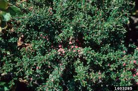 Image result for Cotoneaster microphyllus