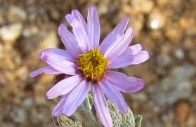 Image result for Athrixia