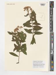 Image result for Porphyrostemma