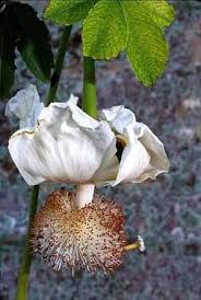 Il mazzo di fiori giusto per ogni occasione ed anniversario. Nasce Ogni 50 Anni E Dura Un Solo Giorno Fiore Di Baobab Fiori Natura