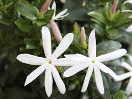 Image result for Jasminum multipartitum