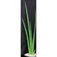 Image result for Sansevieria pearsonii