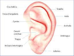 Jul 12, 2012 · external ear anatomy 1. Anatomy Of The External Ear Download Scientific Diagram