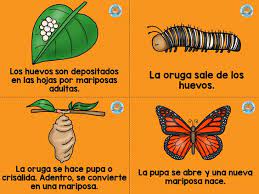 Pin En Colesterol